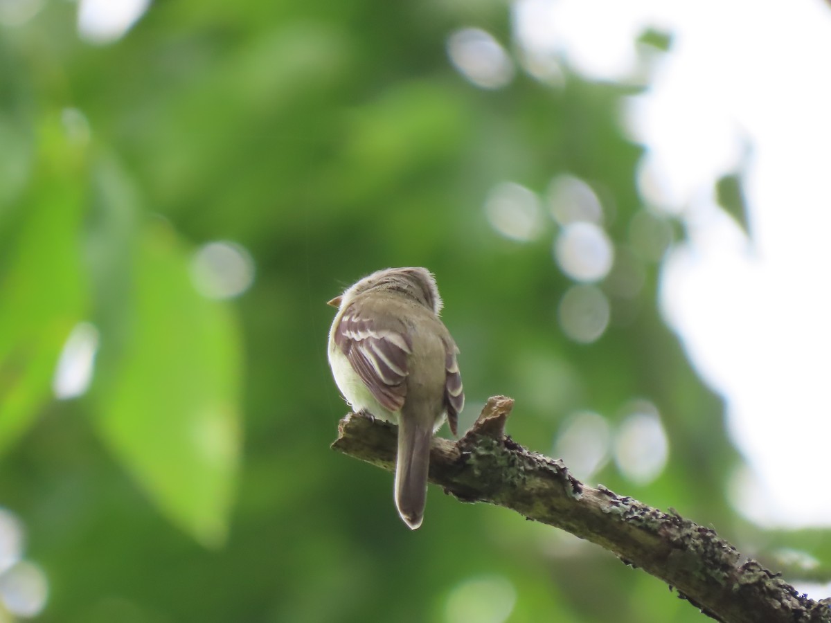 Least Flycatcher - ML620980574