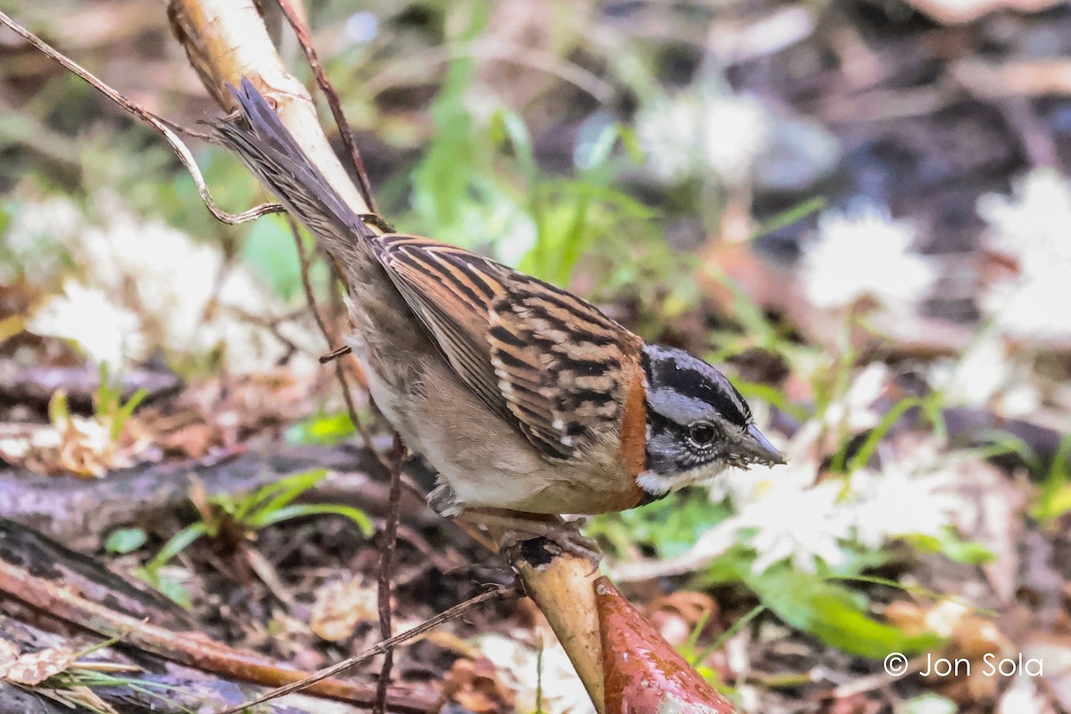 Rufous-collared Sparrow - ML620980598