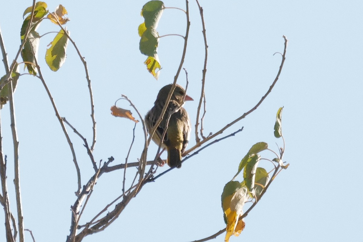 Red-headed Weaver (Southern) - ML620980606