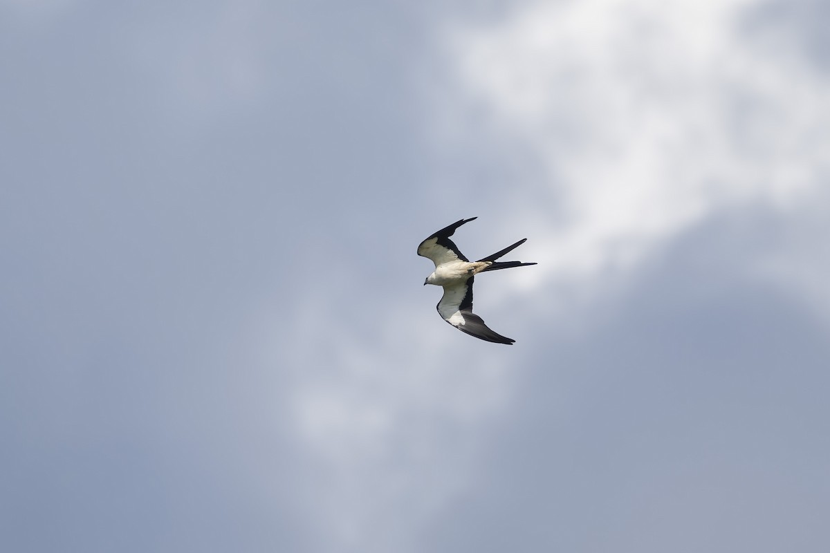 Swallow-tailed Kite - ML620980616