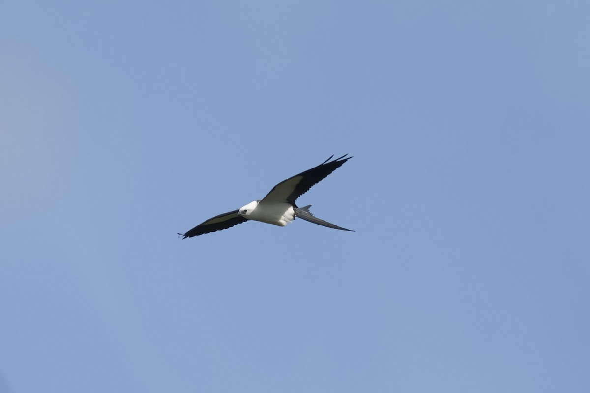 Swallow-tailed Kite - ML620980617