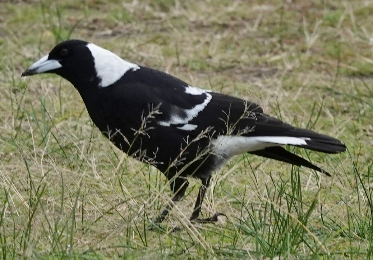 Australian Magpie (Black-backed) - ML620980637
