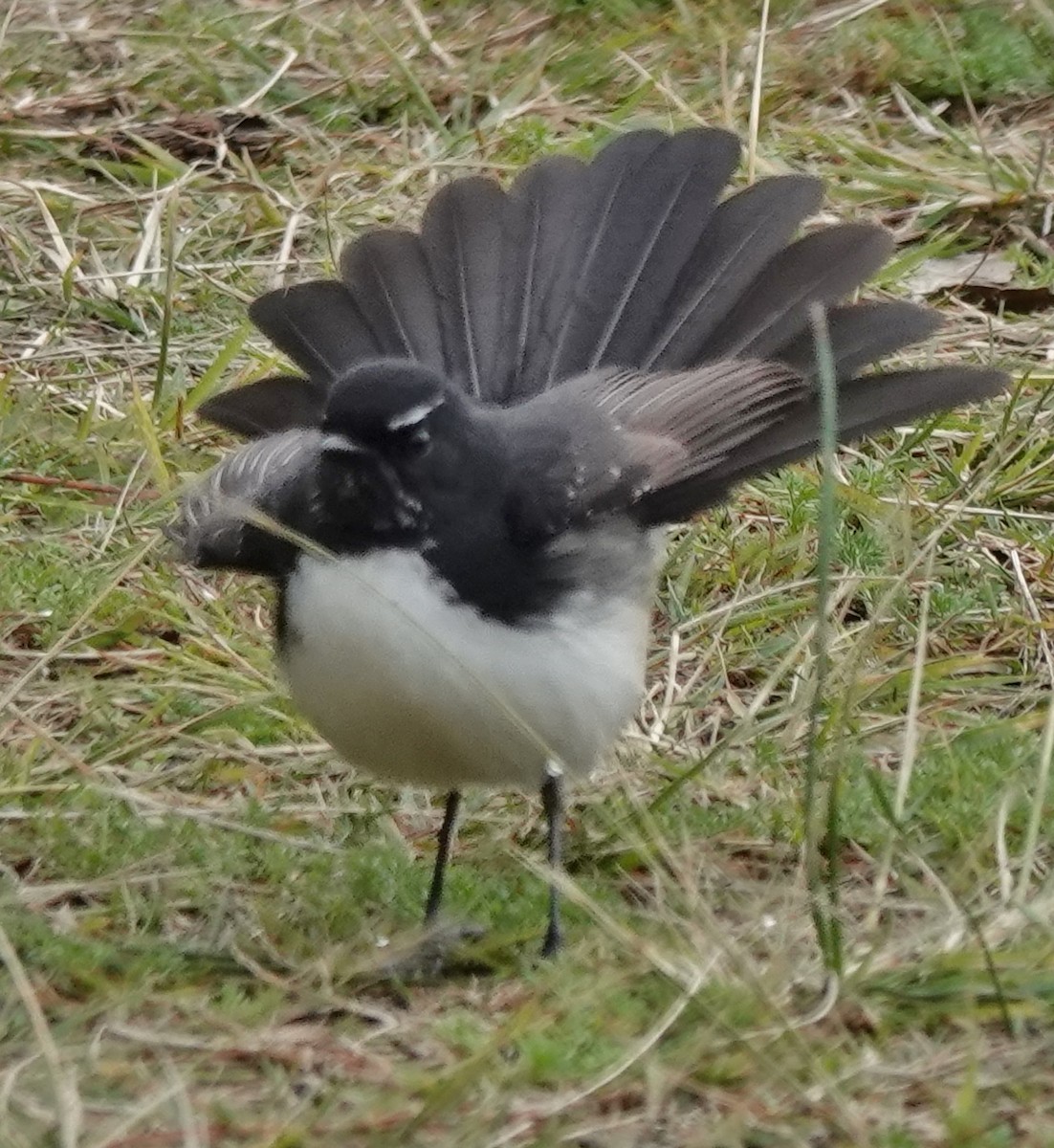 Willie-wagtail - ML620980642