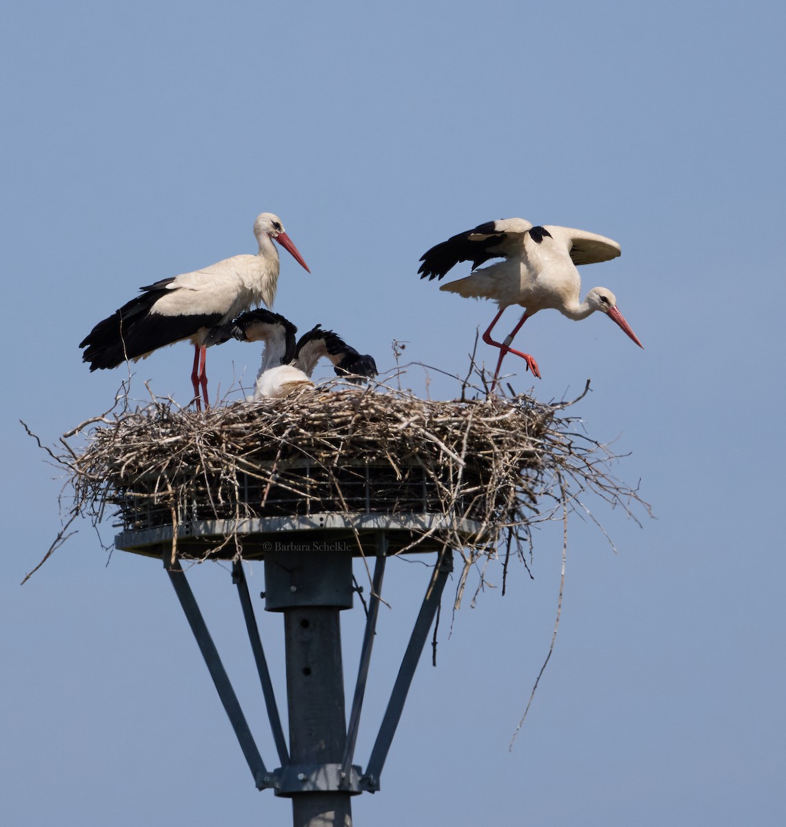 White Stork - Barbara S