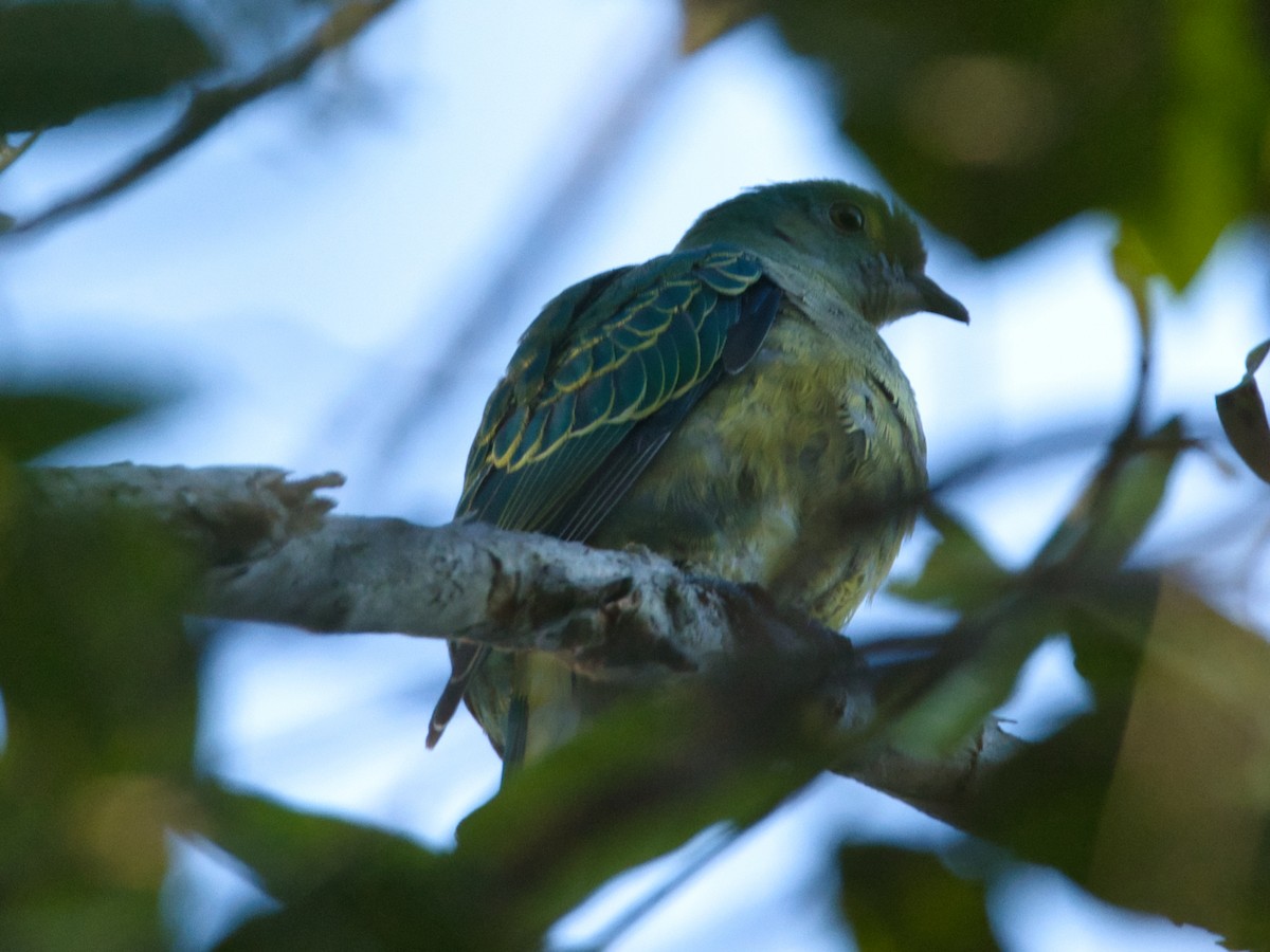 Rose-crowned Fruit-Dove - ML620980660