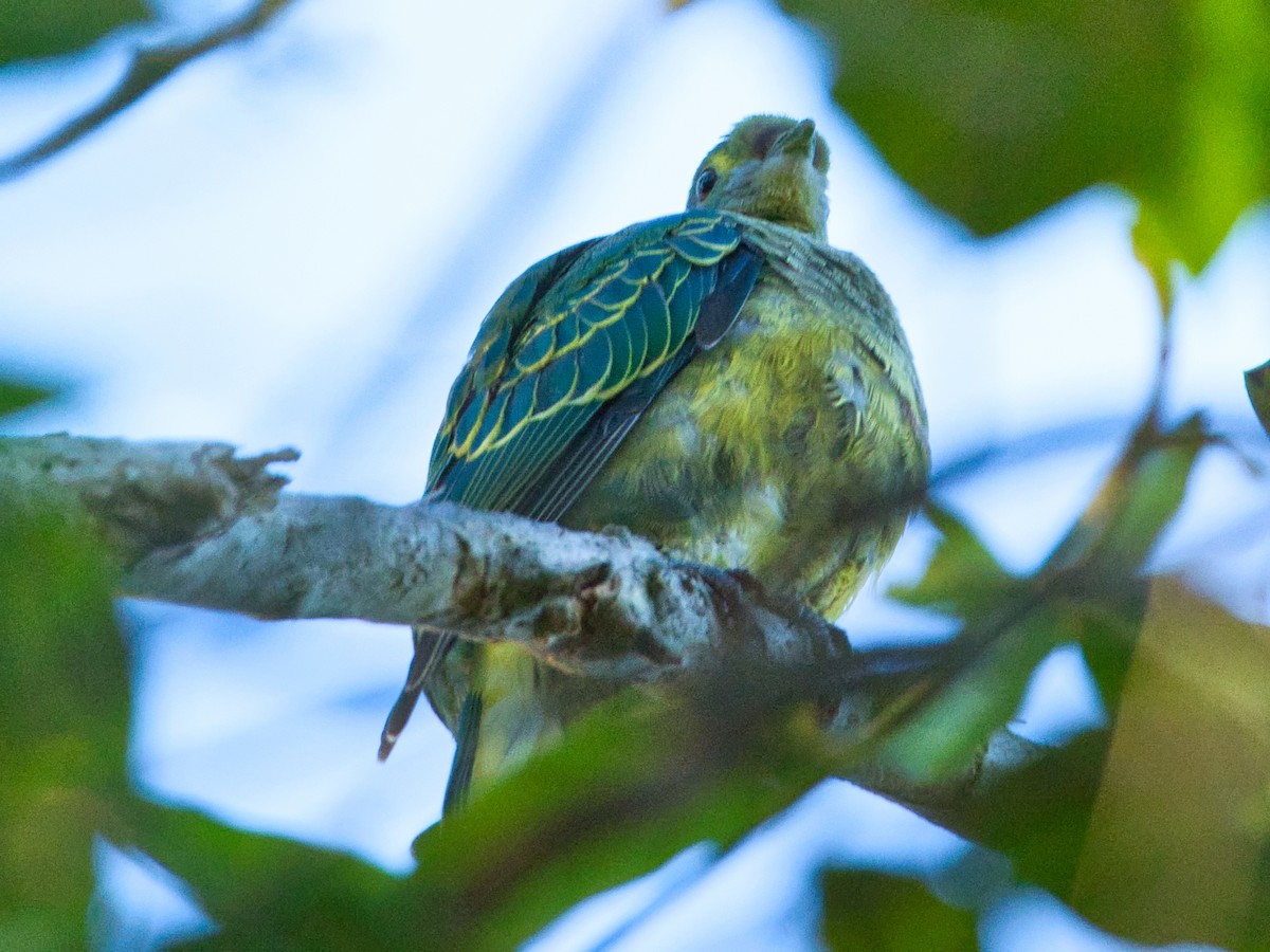 Rose-crowned Fruit-Dove - ML620980662
