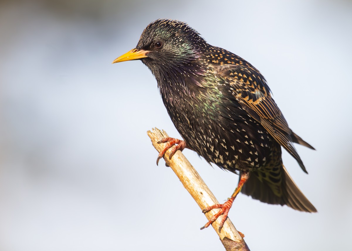 European Starling - ML620980677