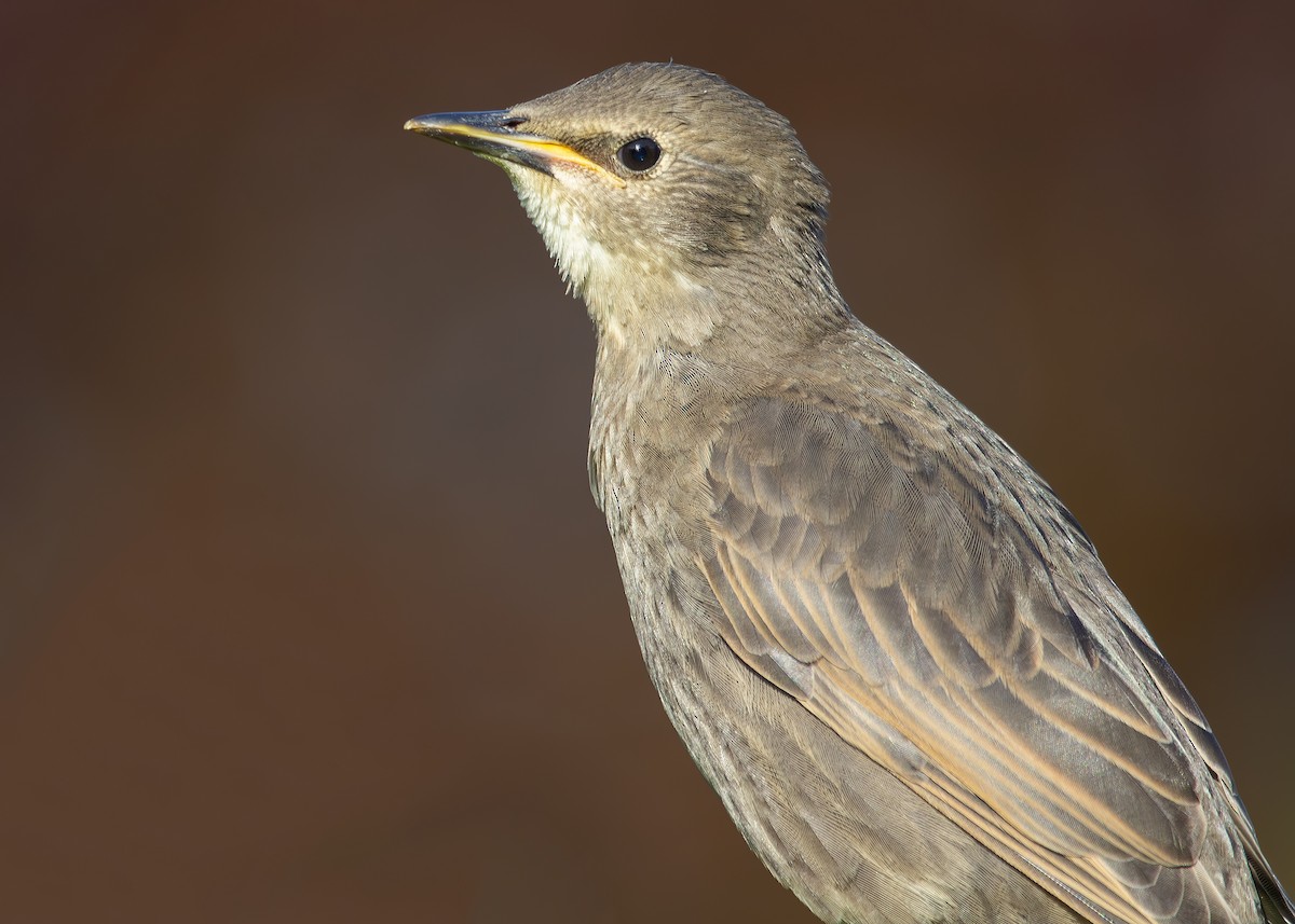 European Starling - ML620980678