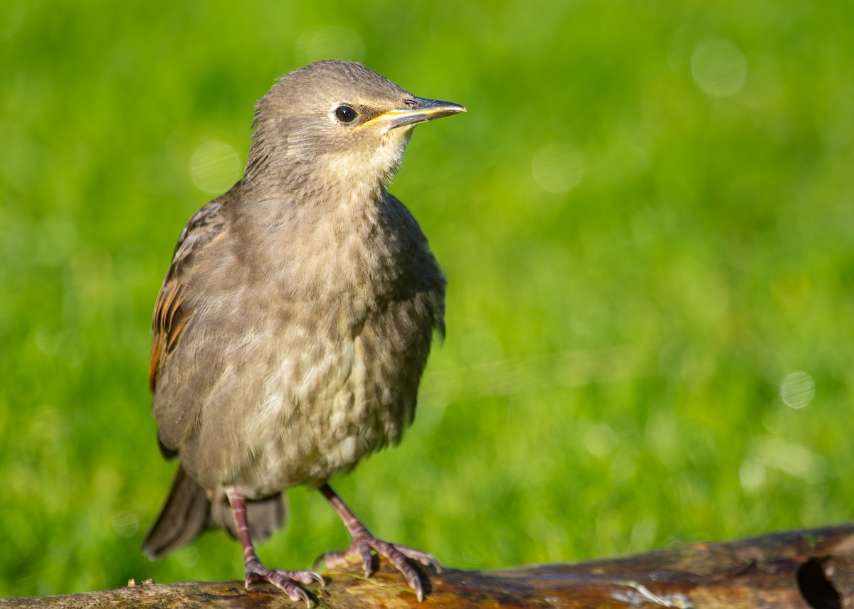 European Starling - Nathaniel Dargue