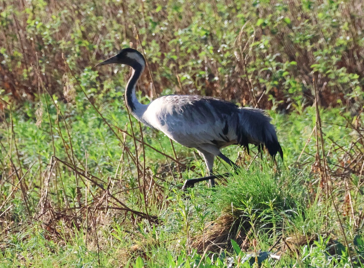 Common Crane - Murray DELAHOY