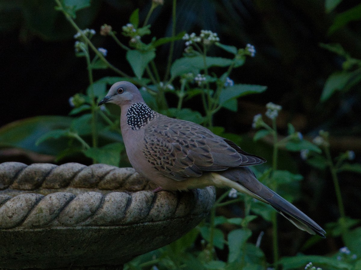 Spotted Dove - ML620980723