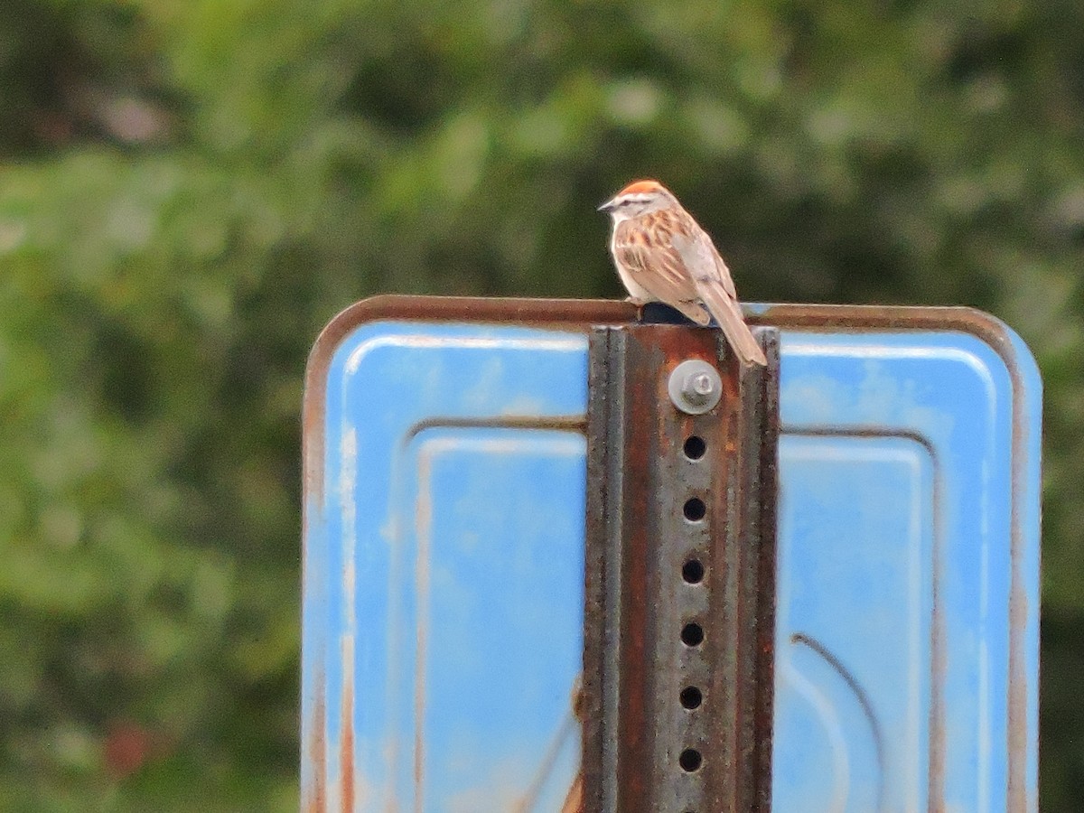 Chipping Sparrow - ML620980738