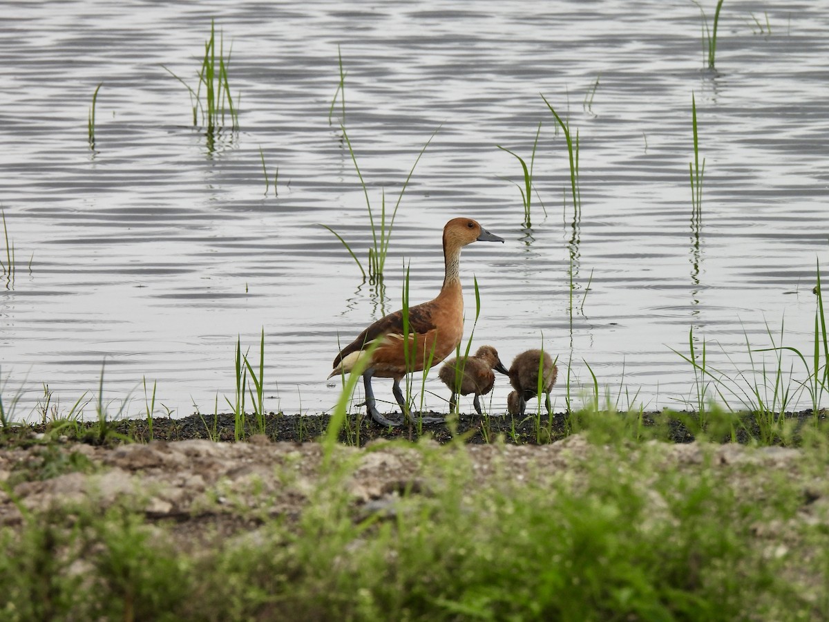 Dendrocygne fauve - ML620980792