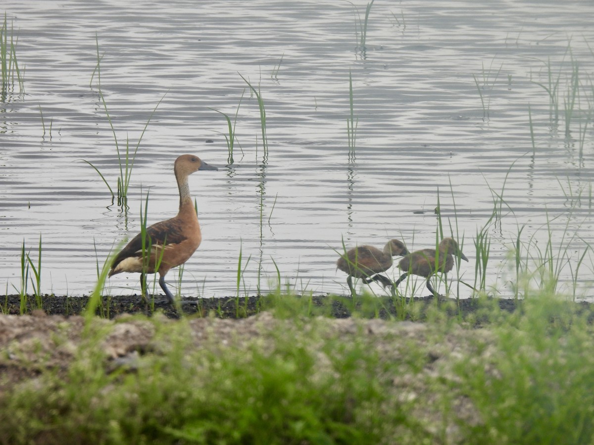 Dendrocygne fauve - ML620980793