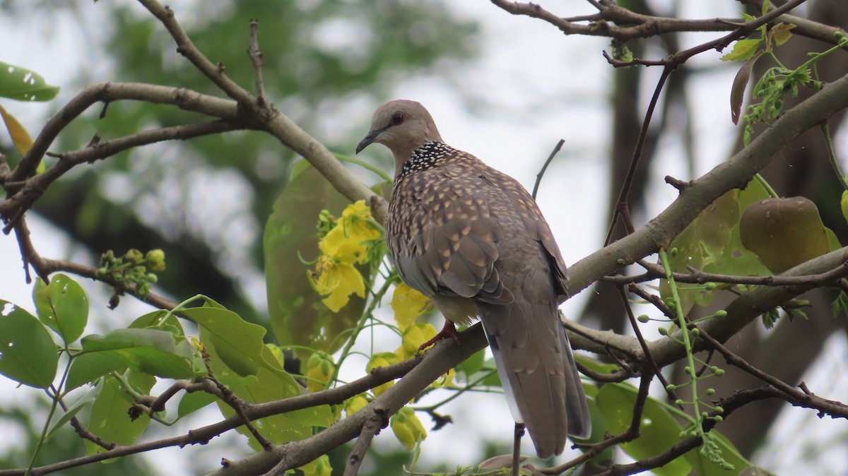 Spotted Dove - ML620980825