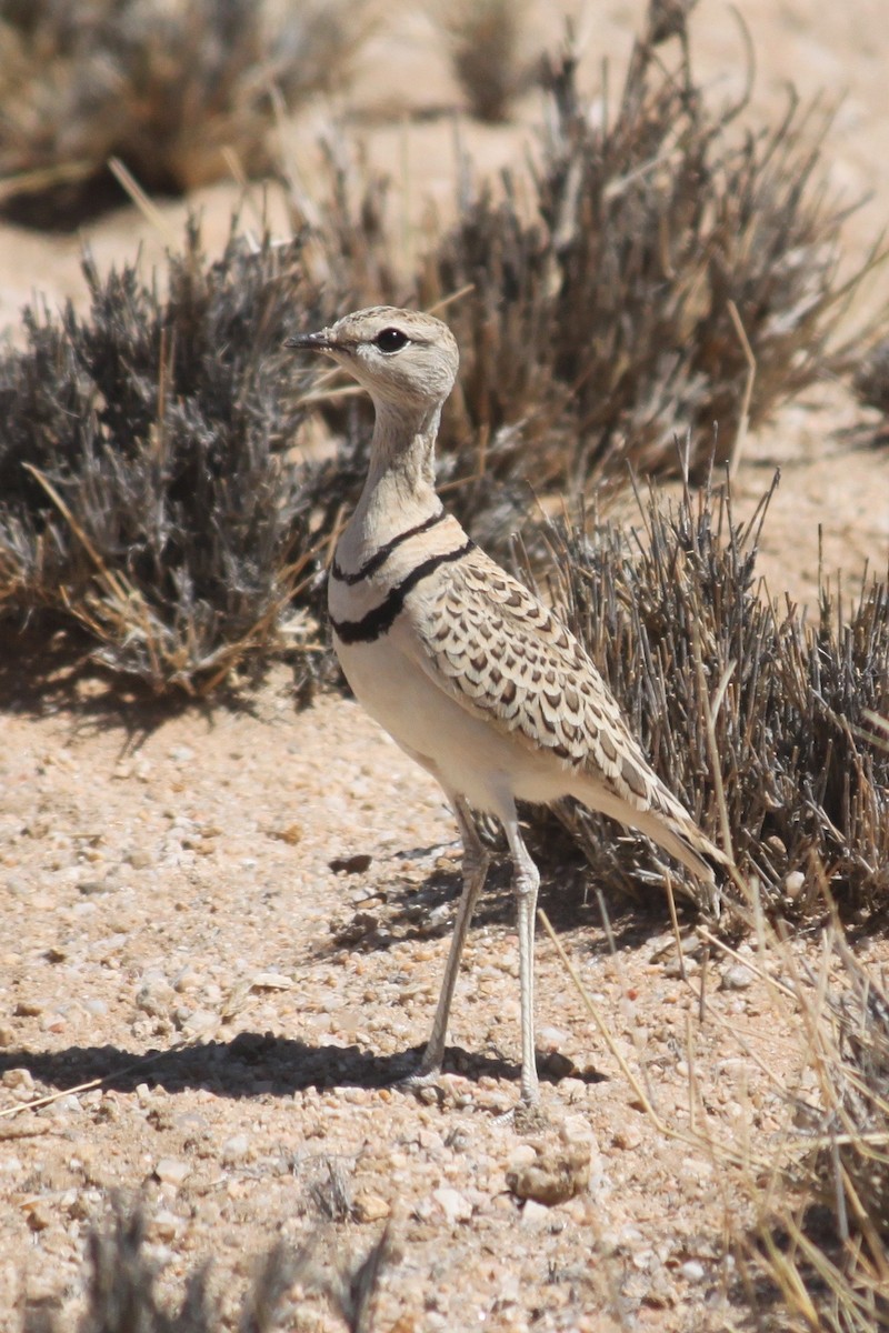 Double-banded Courser - ML620980845