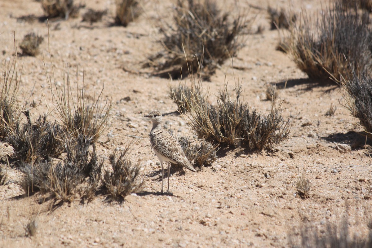 Double-banded Courser - ML620980846