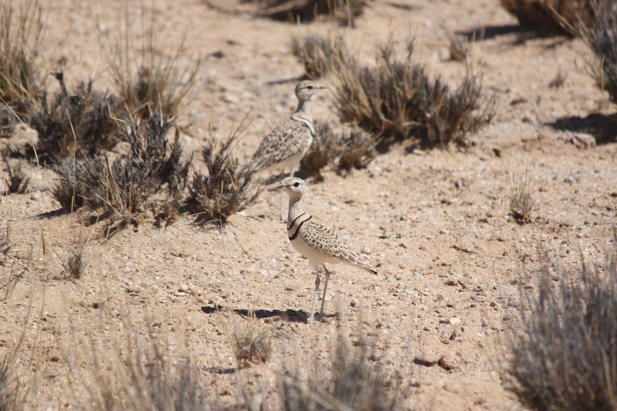 Double-banded Courser - ML620980847