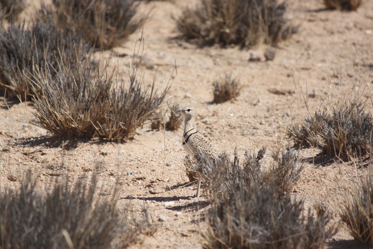 Double-banded Courser - ML620980850