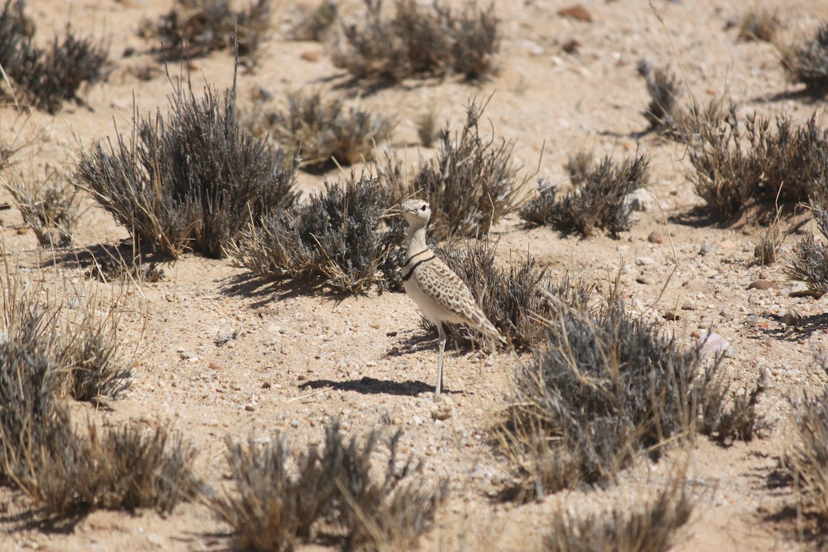 Double-banded Courser - ML620980852