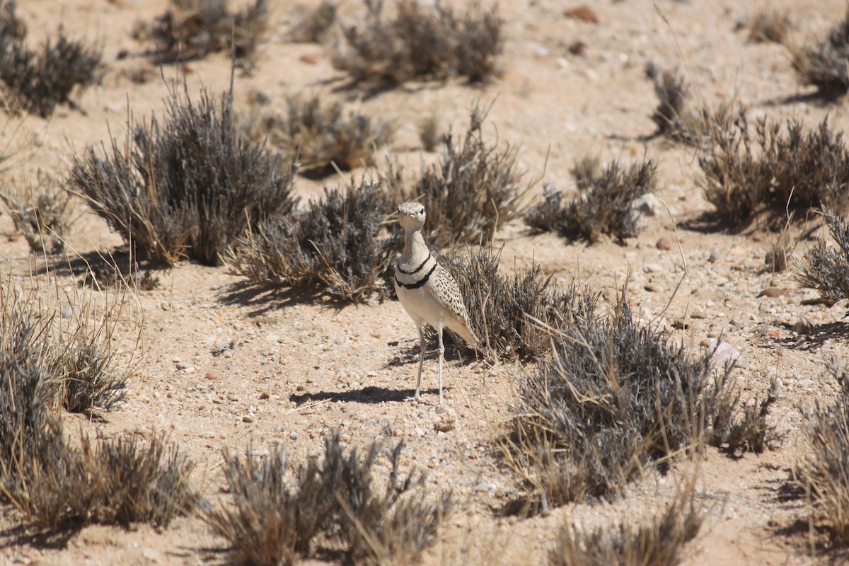 Double-banded Courser - ML620980853
