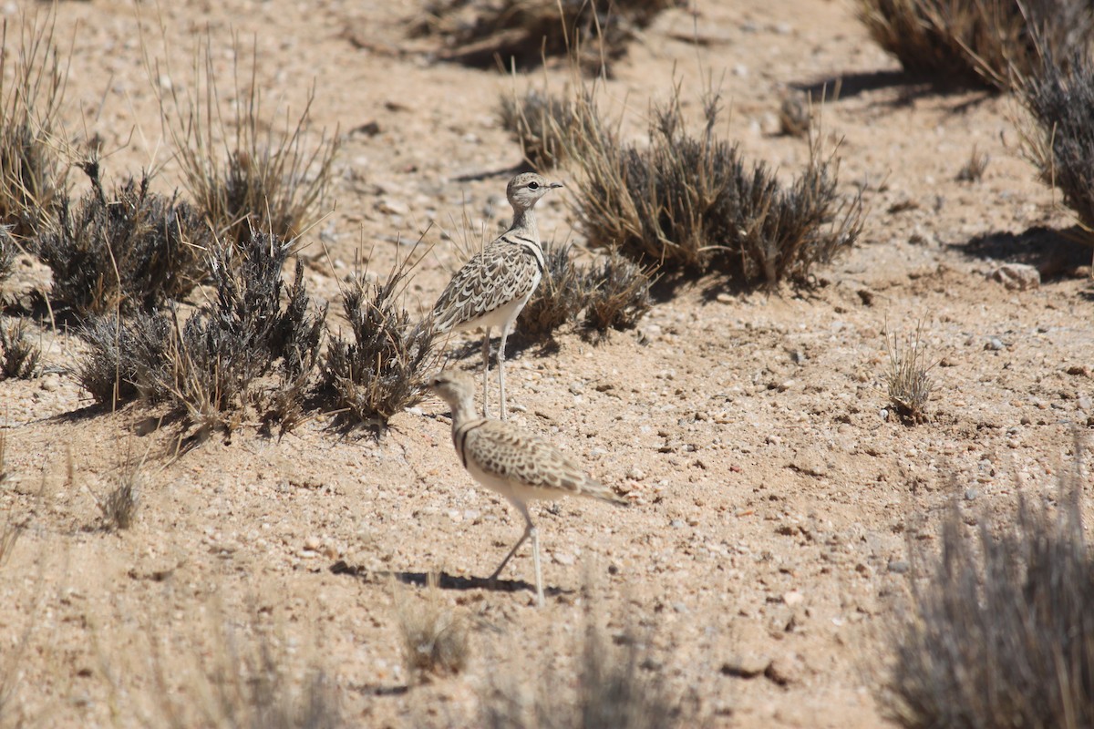 Double-banded Courser - ML620980856