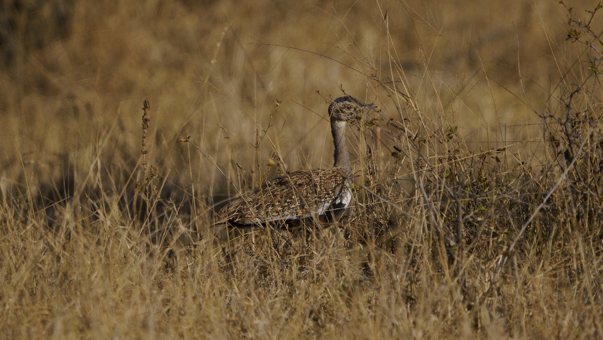 Red-crested Bustard - ML620980871