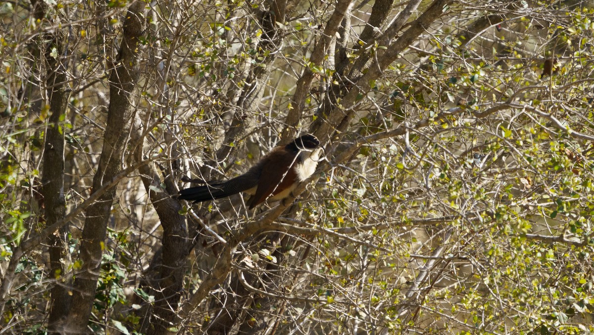 White-browed Coucal (Burchell's) - ML620980876