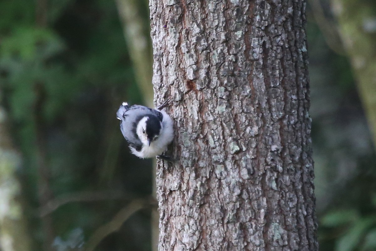 White-breasted Nuthatch (Eastern) - ML620980880