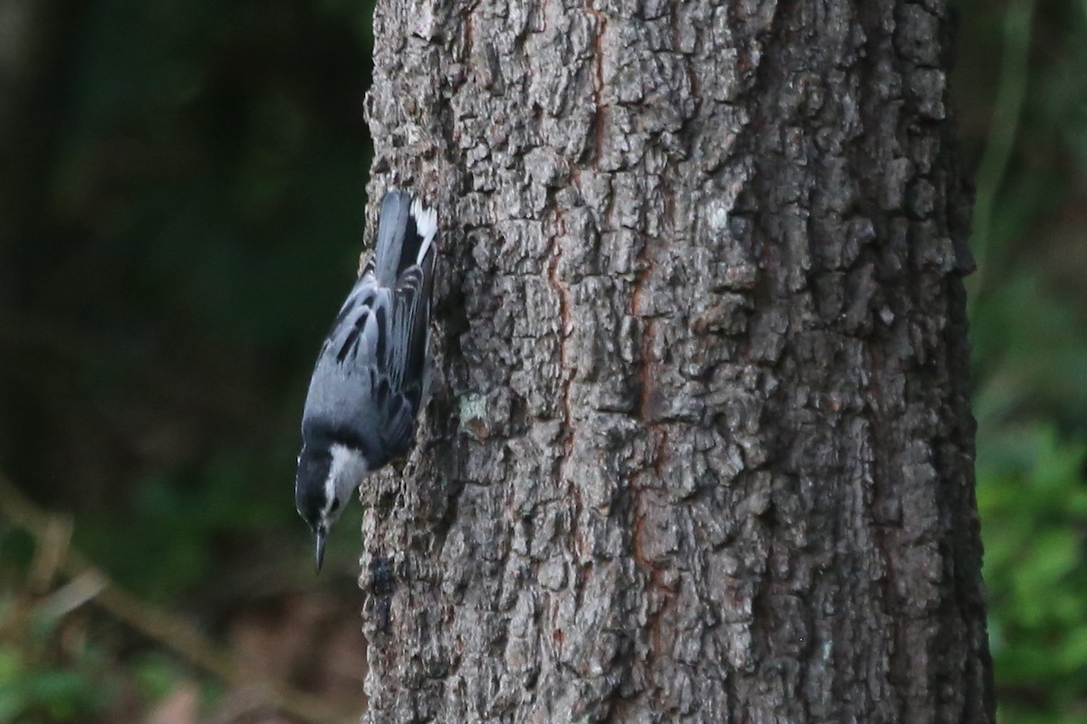 White-breasted Nuthatch (Eastern) - ML620980882