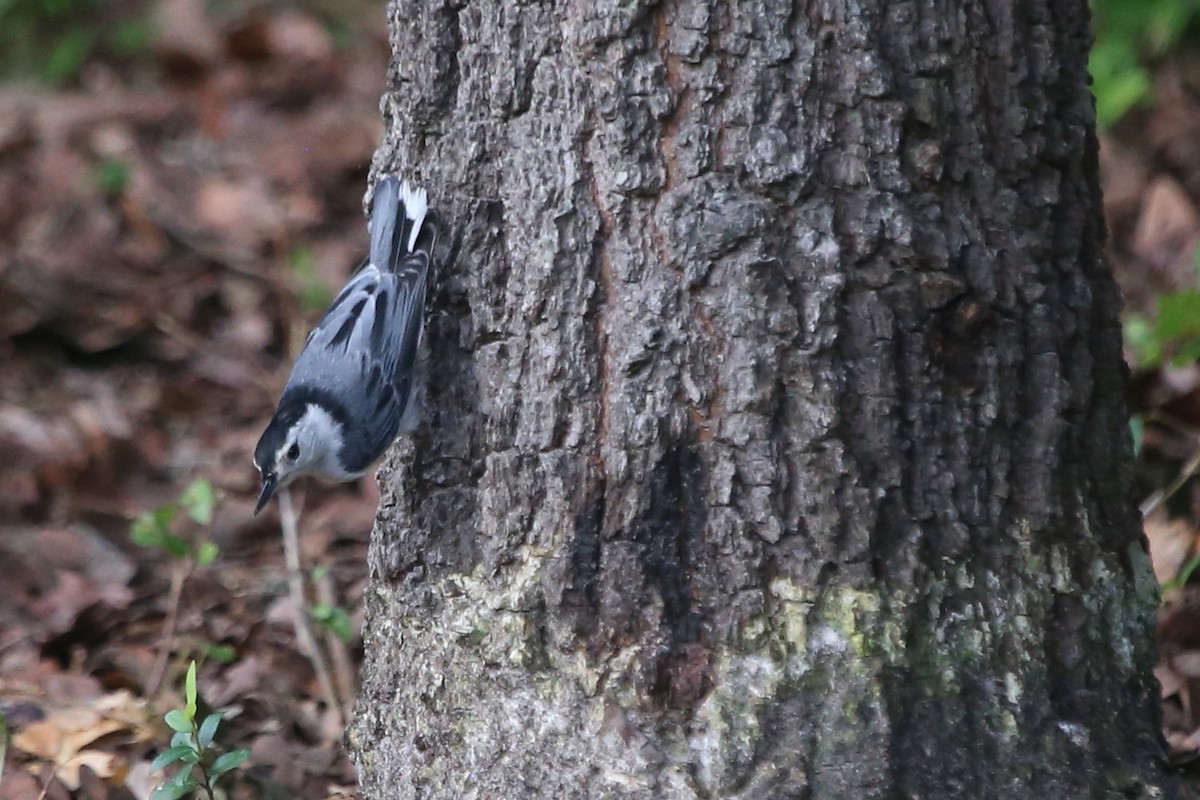 White-breasted Nuthatch (Eastern) - ML620980884