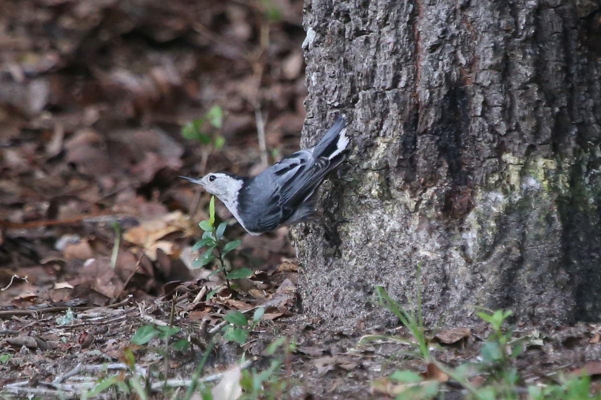 White-breasted Nuthatch (Eastern) - ML620980886