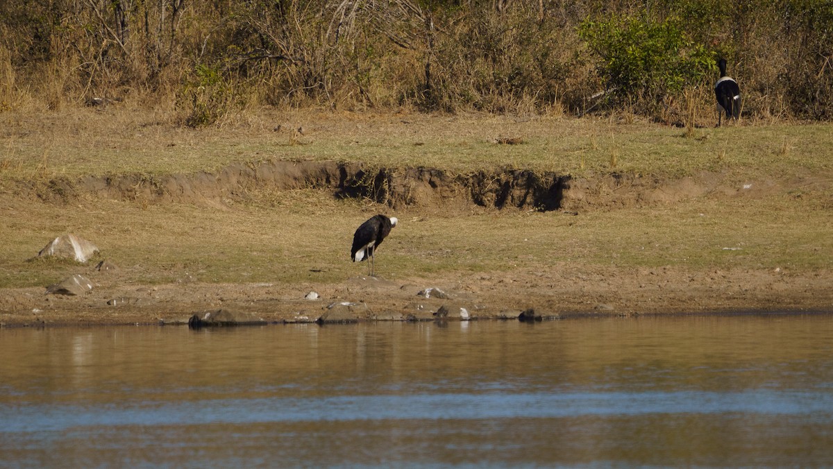 African Woolly-necked Stork - ML620980892