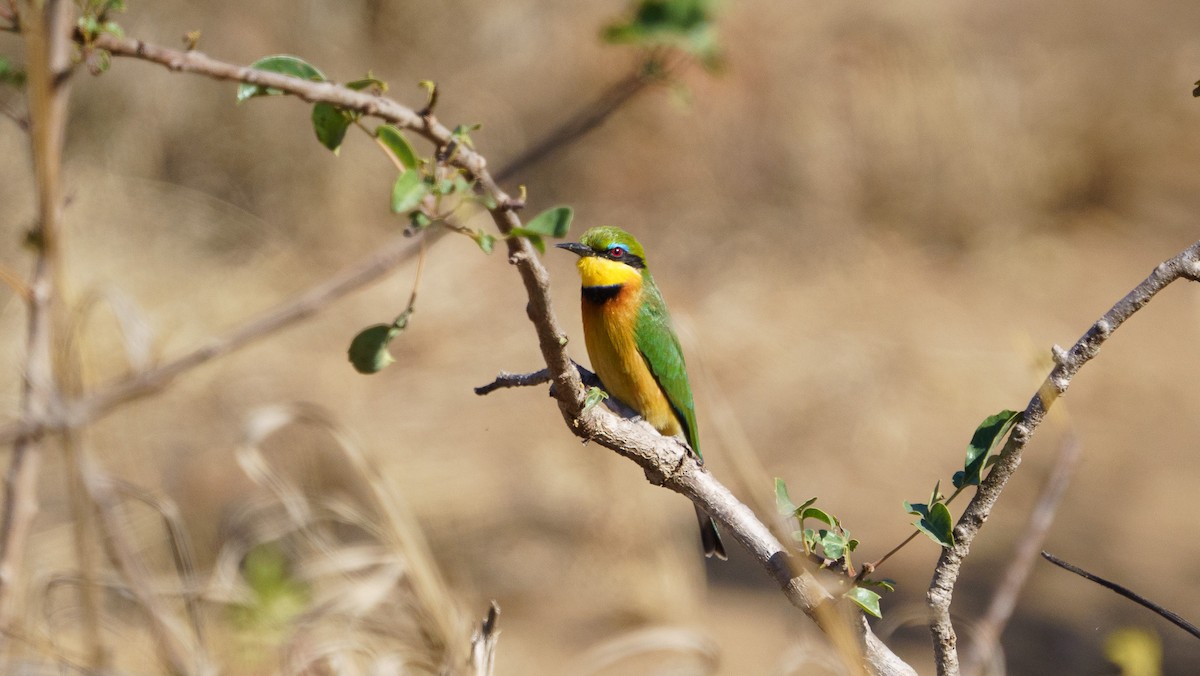 Little Bee-eater - ML620980919