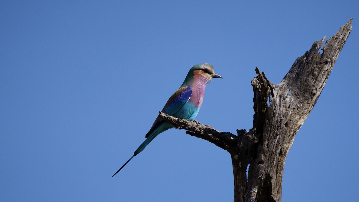 Lilac-breasted Roller - ML620980926