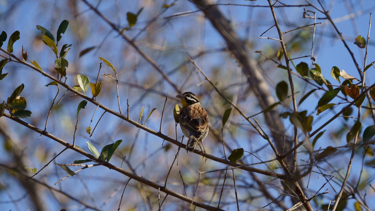 Golden-breasted Bunting - ML620980943