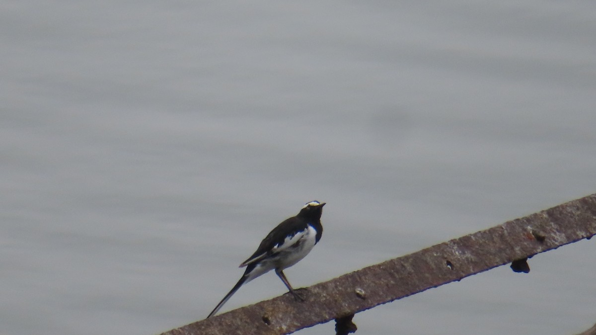 White-browed Wagtail - ML620980965