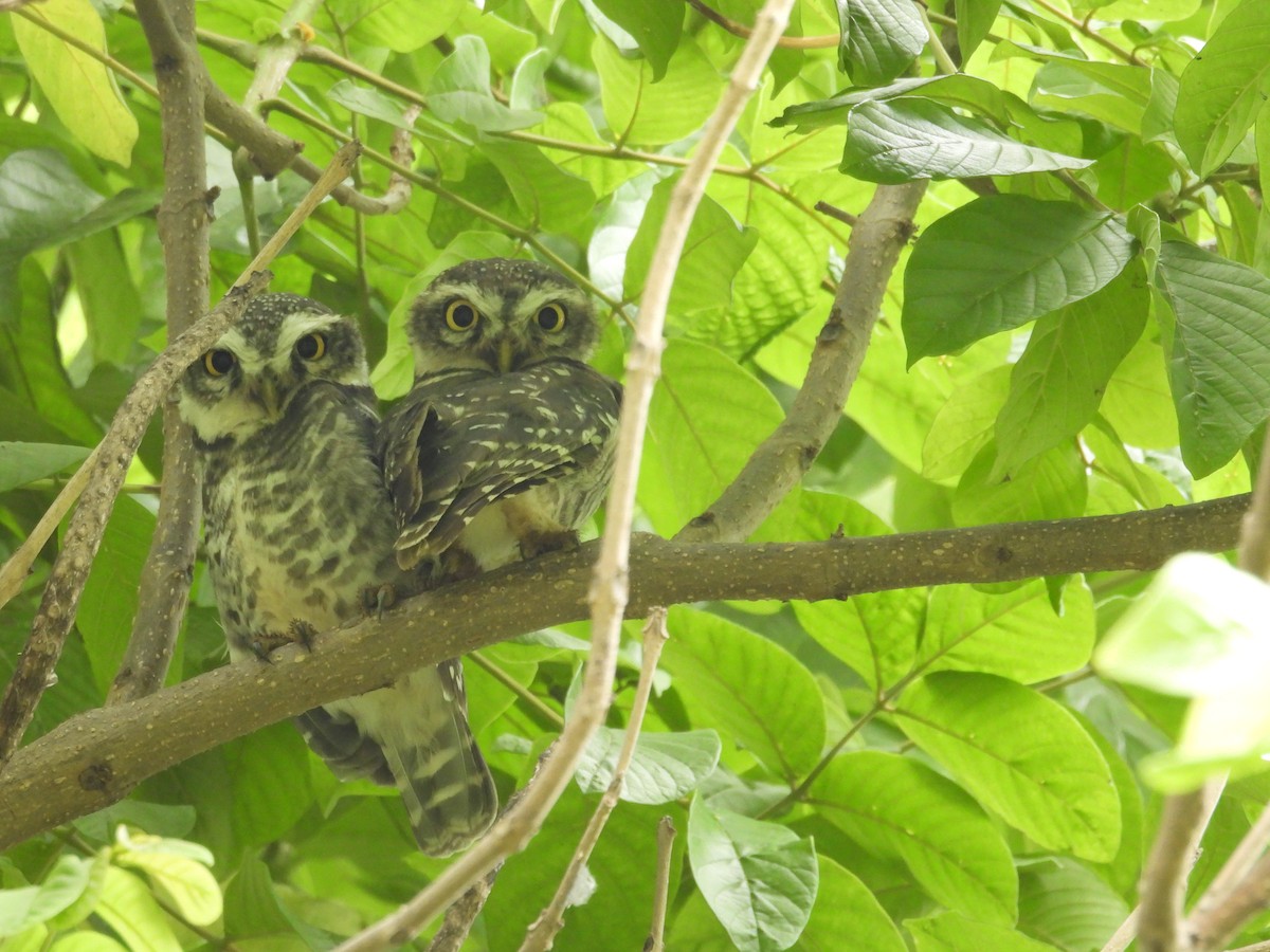 Spotted Owlet - ML620980972