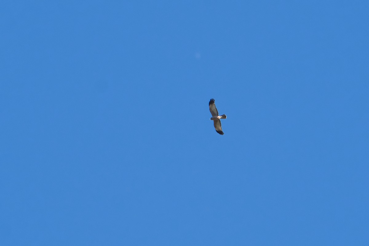 Spotted Harrier - ML620980995