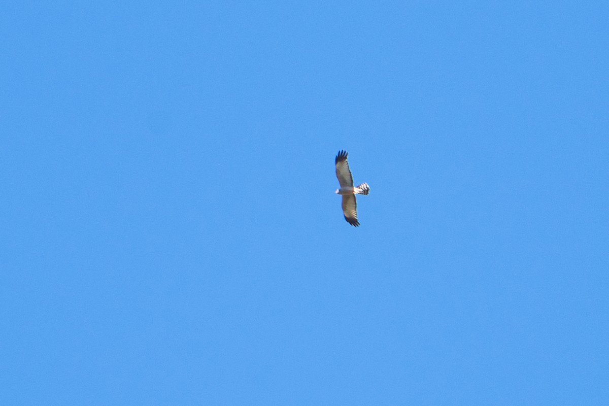 Spotted Harrier - ML620980997