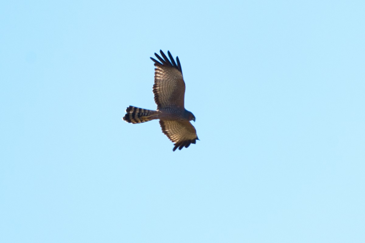 Spotted Harrier - ML620980998