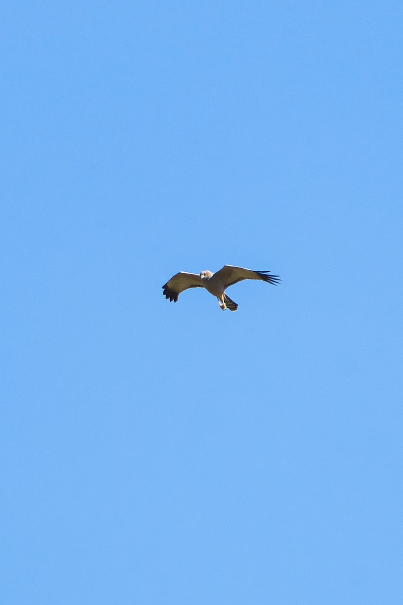 Spotted Harrier - ML620981000