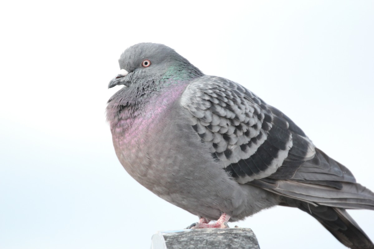 Rock Pigeon (Feral Pigeon) - ML620981003