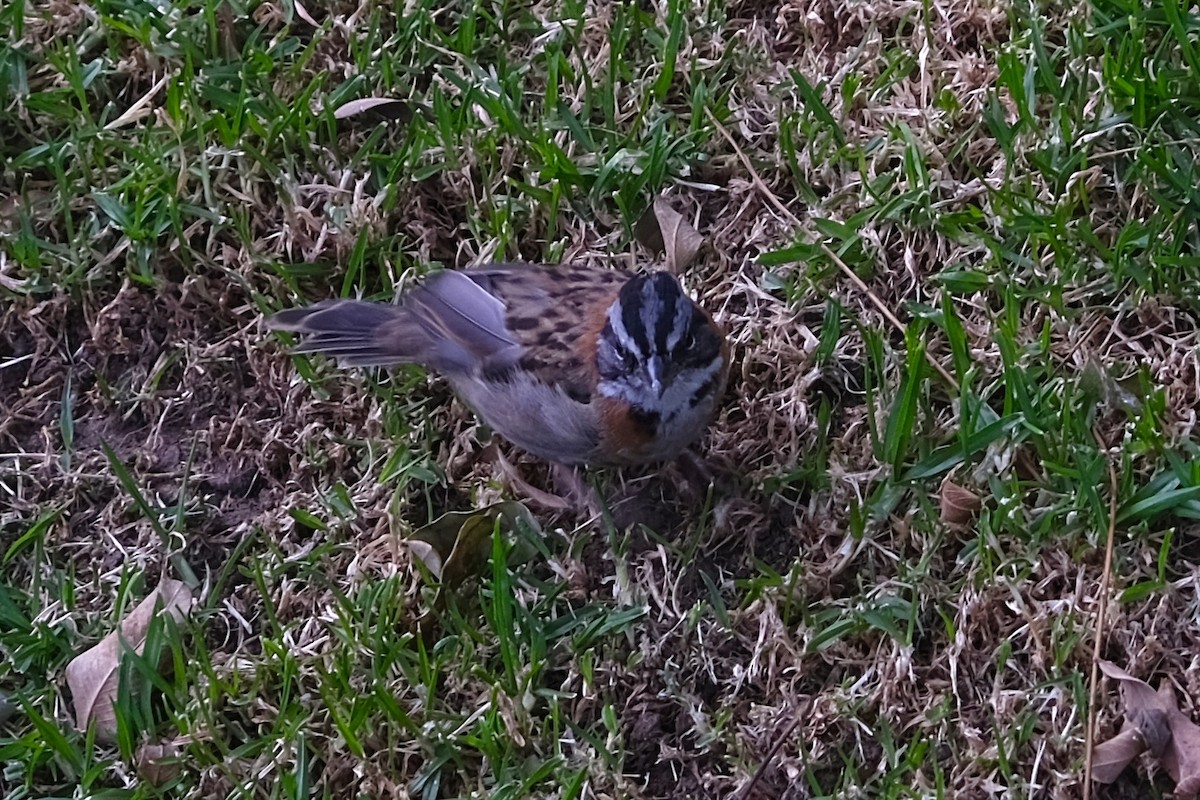 Rufous-collared Sparrow - ML620981019