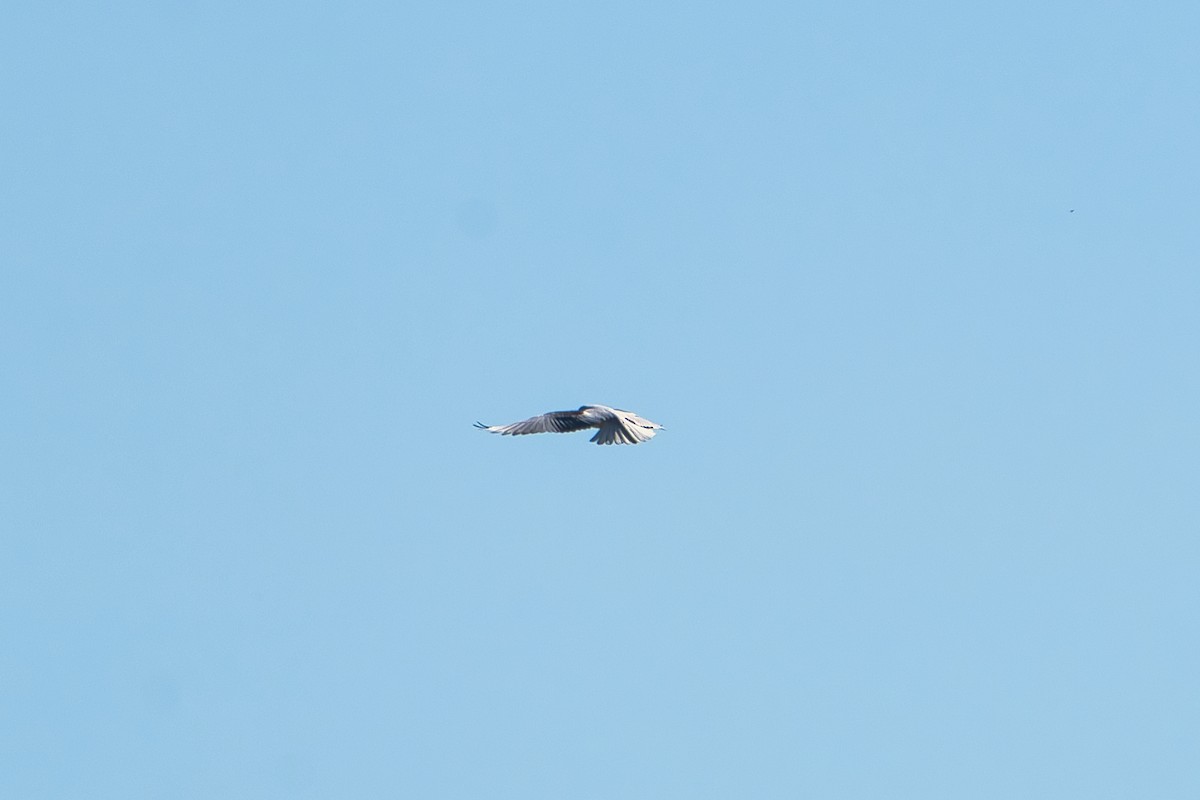 Black-shouldered Kite - ML620981026