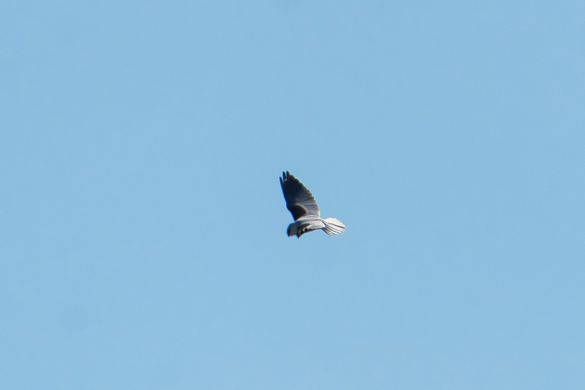Black-shouldered Kite - ML620981027