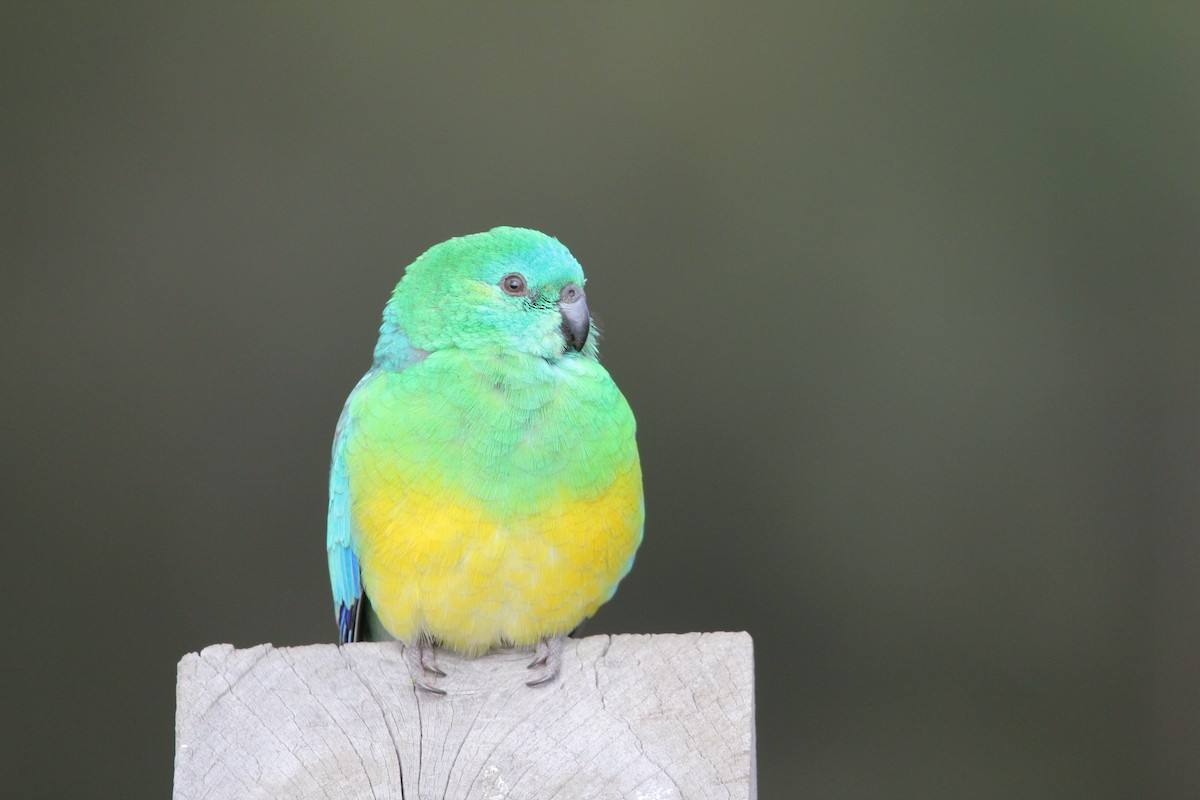 Red-rumped Parrot - ML620981029
