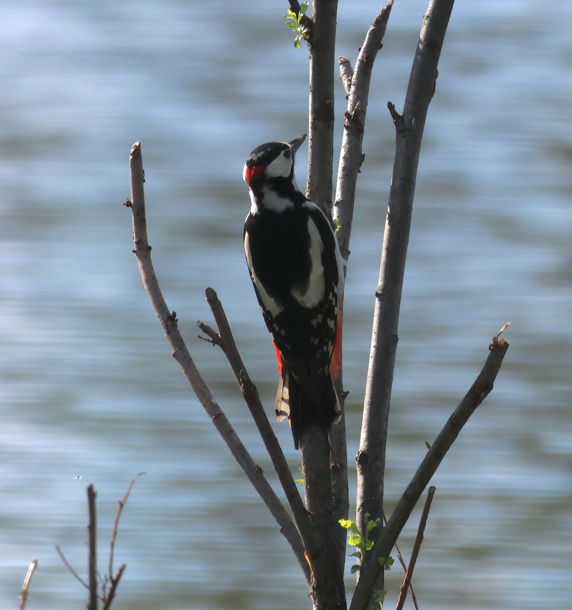 Great Spotted Woodpecker - ML620981031
