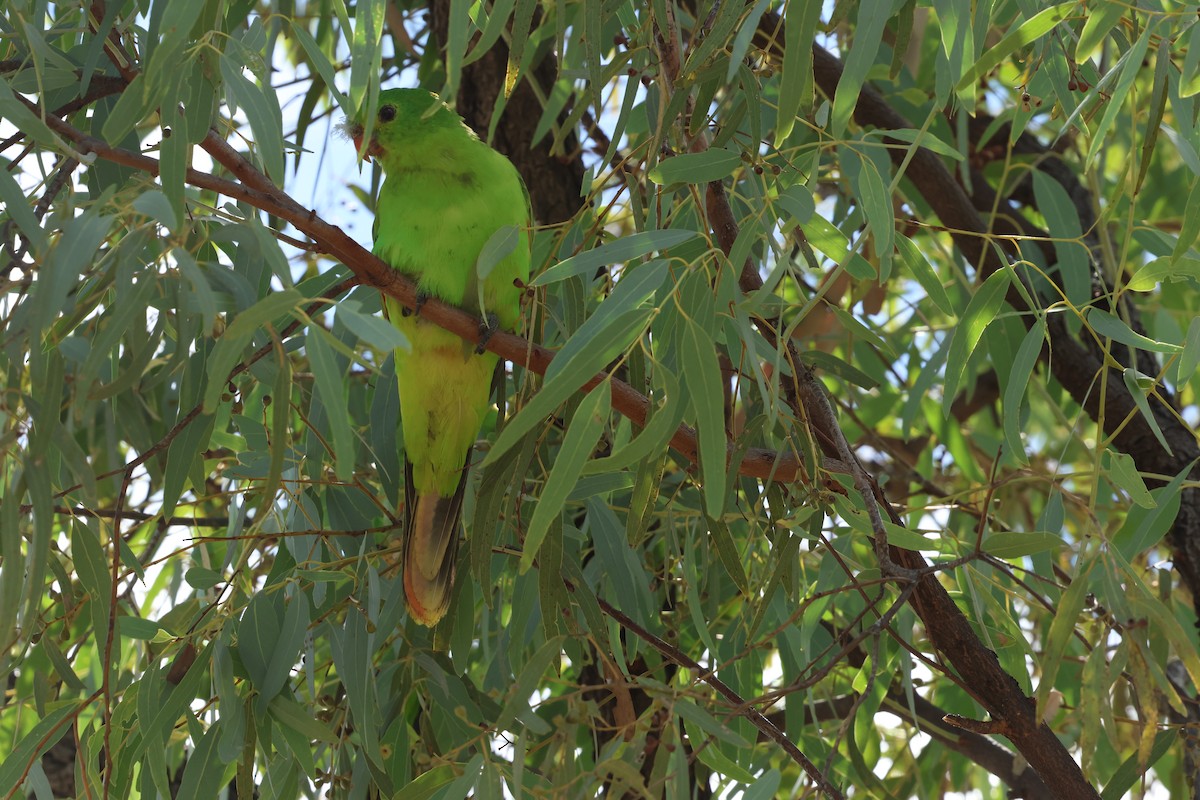 Red-winged Parrot - ML620981035