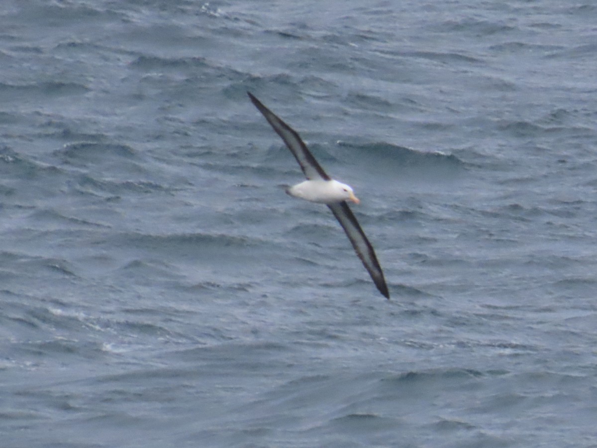 albatros černobrvý - ML620981036